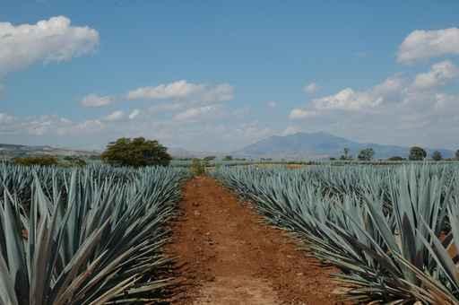 Champs D'agave Wall Decal