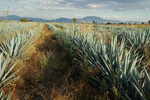 Champs D'agave Landscape Wall Decal