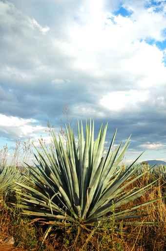 Agave Wall Decal