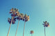California Palm Trees Retro Wall Decal