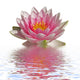 Water Lily Flower Wall Decal