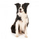 Border Collie Wall Decal