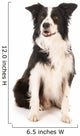 Border Collie Wall Decal