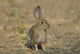 Wild Cotton Tail Rabbit Wall Decal