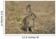 Wild Cotton Tail Rabbit Wall Decal
