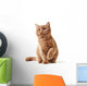 Portrait British Kitten Wall Decal