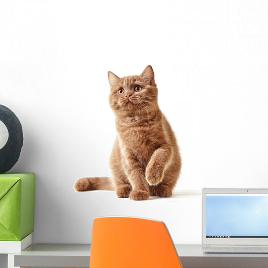 Portrait British Kitten Wall Decal