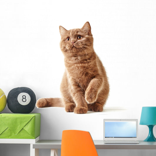 Portrait British Kitten Wall Decal