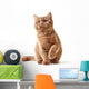 Portrait British Kitten Wall Decal