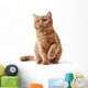 Portrait British Kitten Wall Decal