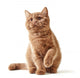 Portrait British Kitten Wall Decal