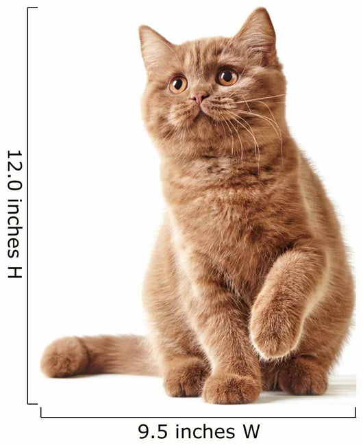 Portrait British Kitten Wall Decal