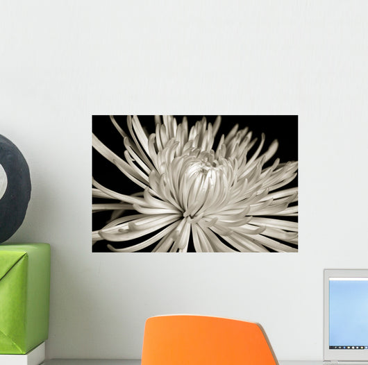 Sepia Chrysanthemum Wall Decal