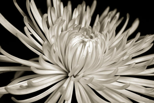 Sepia Chrysanthemum Wall Decal
