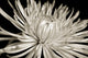 Sepia Chrysanthemum Wall Decal