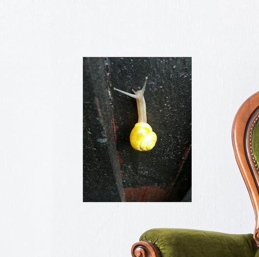 Snail with Beautiful House Wall Decal