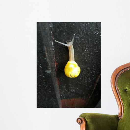 Snail with Beautiful House Wall Decal