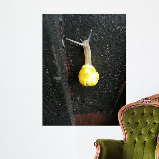 Snail with Beautiful House Wall Decal