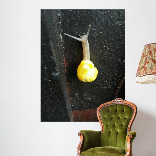 Snail with Beautiful House Wall Decal