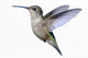 Ruby-throated Hummingbird Wall Decal