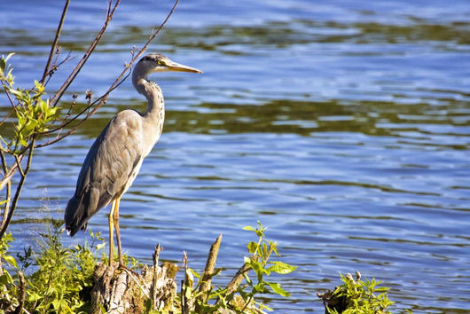 Great Blue Heron Lake Wall Decal