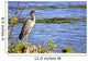 Great Blue Heron Lake Wall Decal