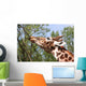 Giraffe Eating a Branch Wall Decal