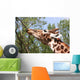 Giraffe Eating a Branch Wall Decal