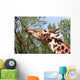 Giraffe Eating a Branch Wall Decal