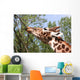 Giraffe Eating a Branch Wall Decal