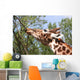 Giraffe Eating a Branch Wall Decal