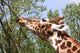 Giraffe Eating a Branch Wall Decal