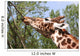 Giraffe Eating a Branch Wall Decal