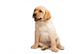 Labrador Puppy Wall Decal