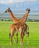 Two Giraffes Serengeti National Wall Decal