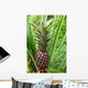 Pineapple Plant Wall Decal