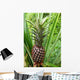 Pineapple Plant Wall Decal