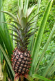 Pineapple Plant Wall Decal