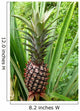 Pineapple Plant Wall Decal