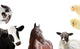 Various Peeking Farm Animals Wall Decal Sticker Set