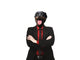 Rottweiler Dog Business Man Wall Decal