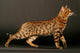 Cat Bengals Profile Wall Decal