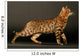 Cat Bengals Profile Wall Decal