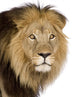 Close-up Lion's Head 4 Wall Decal
