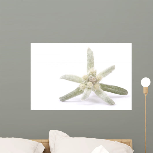Edelweiss Silver and Green Wall Decal