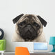 Pug 4 Years Wall Decal