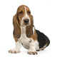 Basset Hound Wall Decal