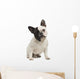 French Bulldog 18 Months Wall Decal