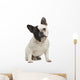 French Bulldog 18 Months Wall Decal