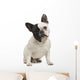 French Bulldog 18 Months Wall Decal